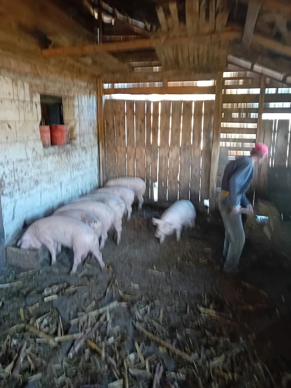Porci de vanzare