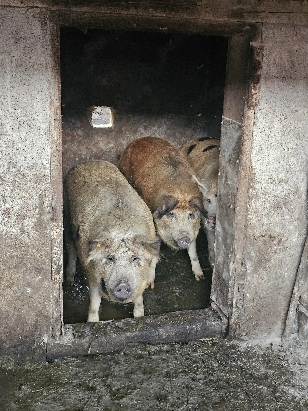 Porci de vânzare, 17 lei  kg