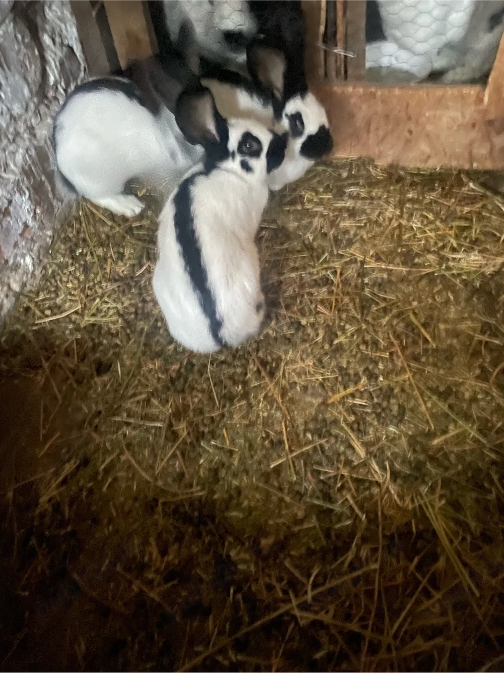 iepuri si iepuroaica