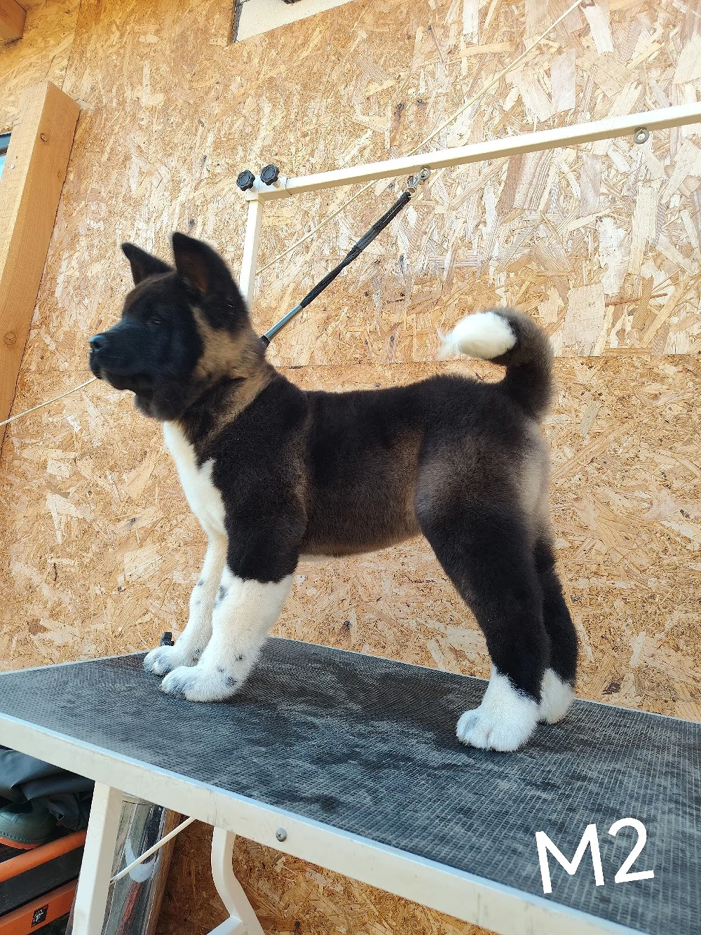 akita american