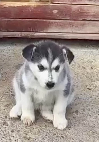 Femelă Husky Siberian   8 săptămâni - ochi caprui