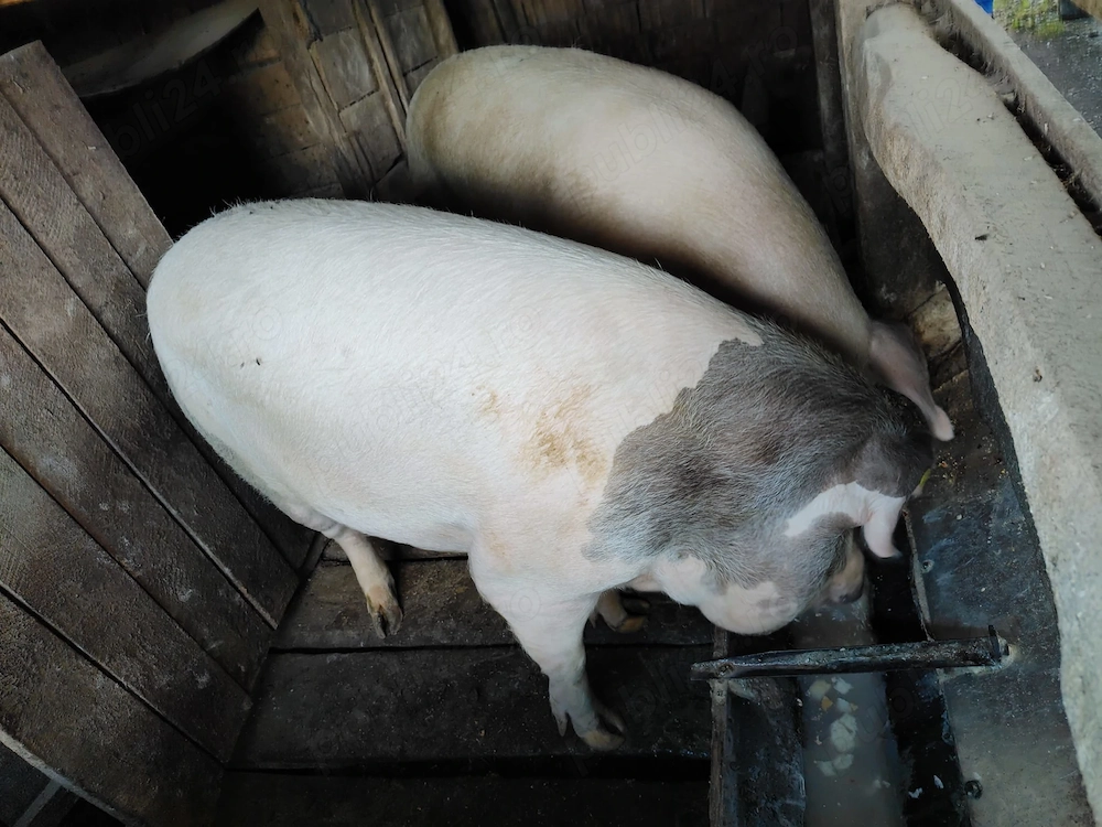 Porci pentru Craciun
