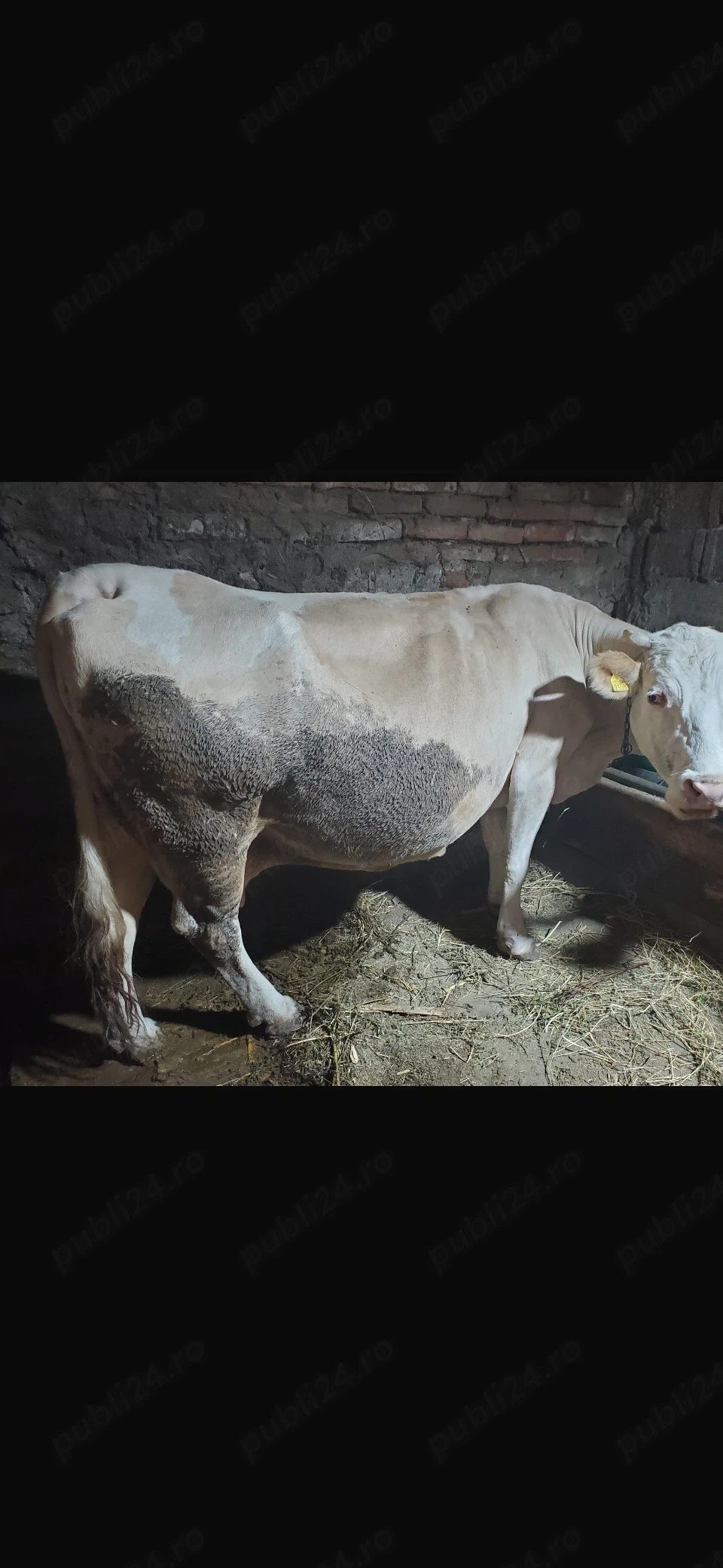 2 vaci de vanzare 