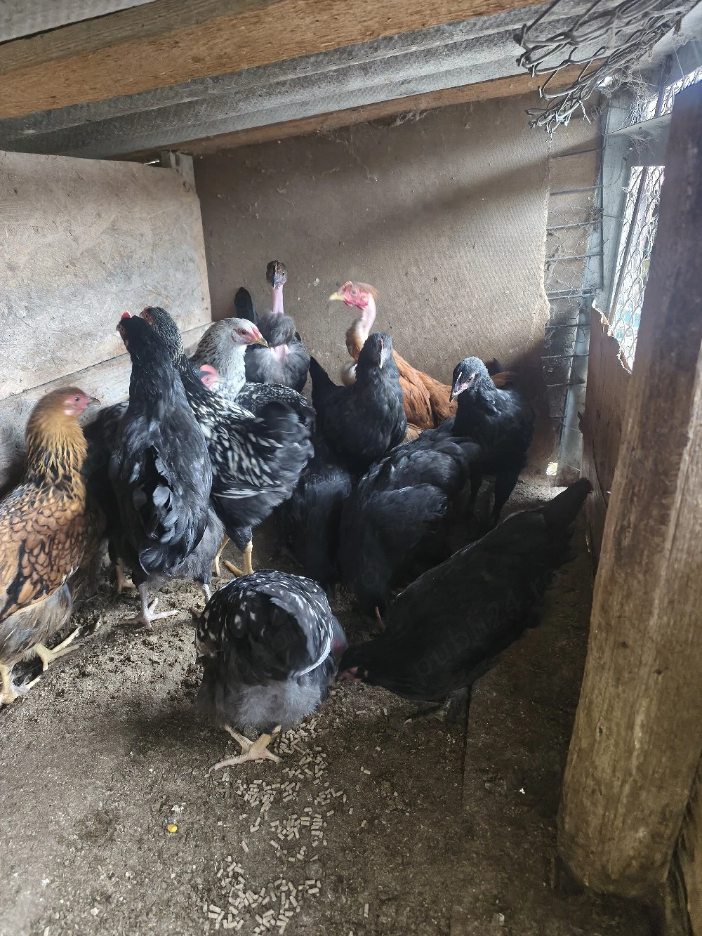 puicuțe Marans și de casă 