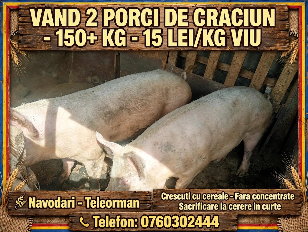 Porci pentru Crăciun 