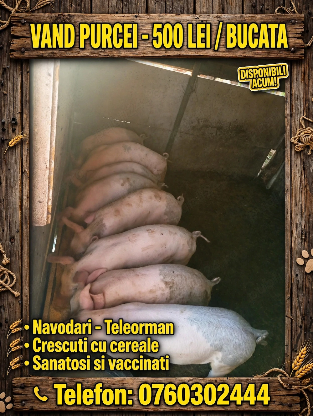 Purcei de vanzare 