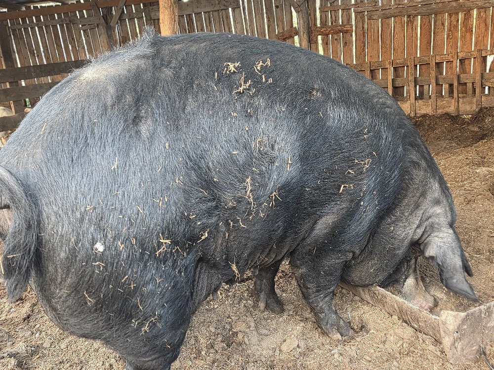 purcea de vanzare 380-400 kg pentru sacrificat