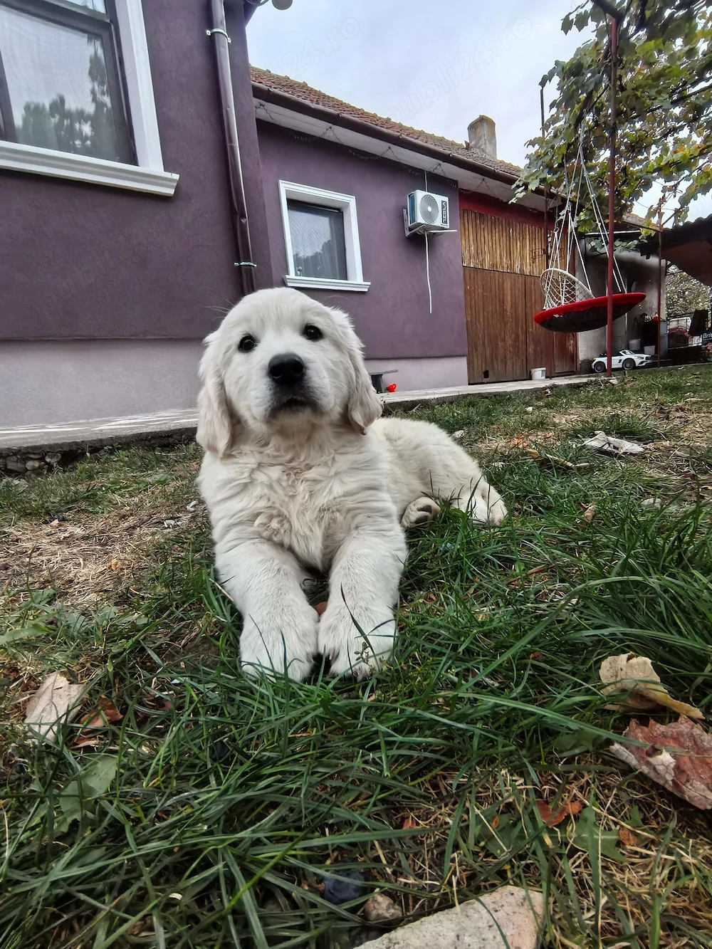 Pui Golden Retriever 