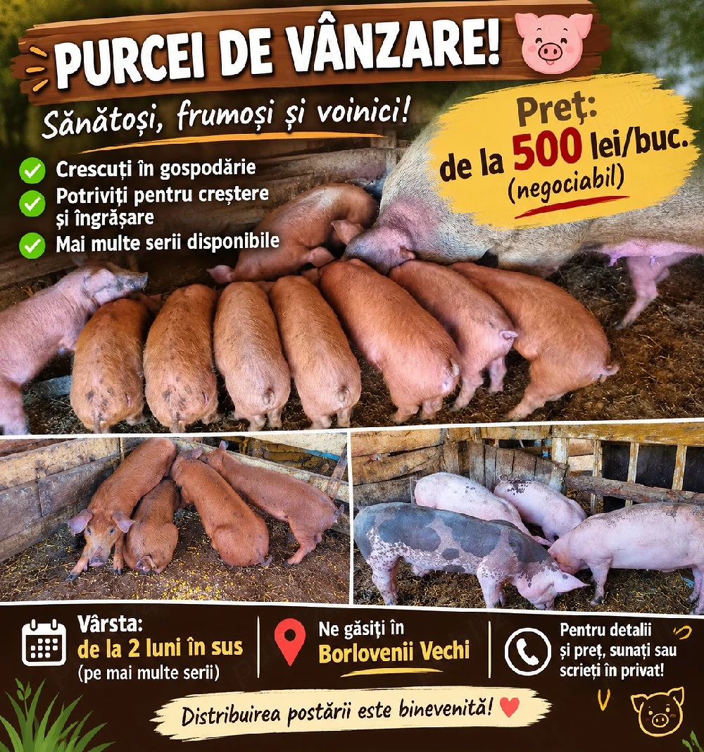 vand purcei 