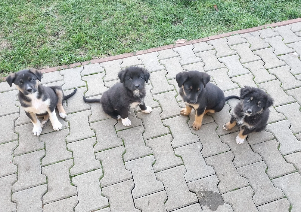 Patru grămăjoare de dulceață care își caută căsuța lor!