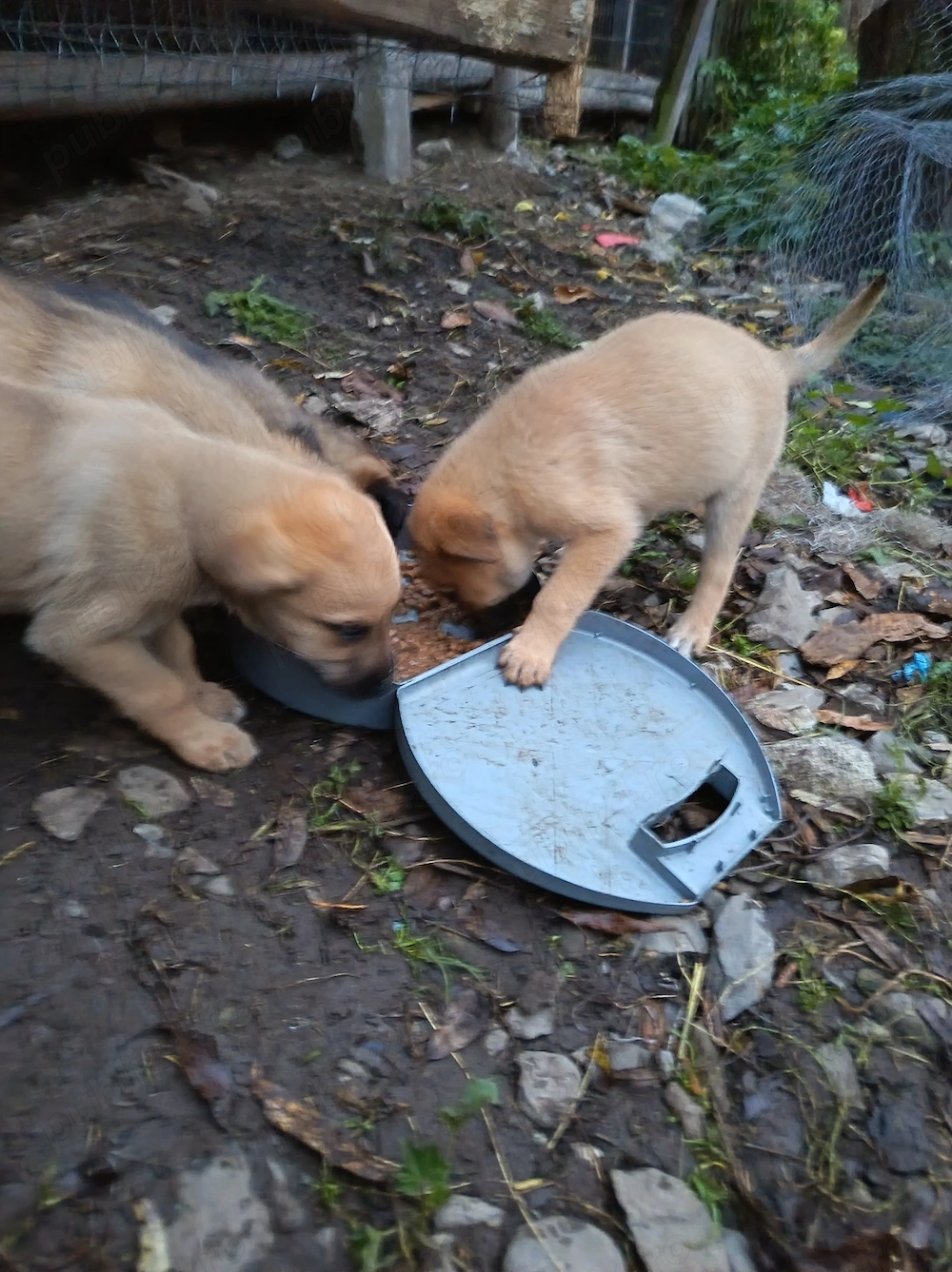 Donez pui Malinois