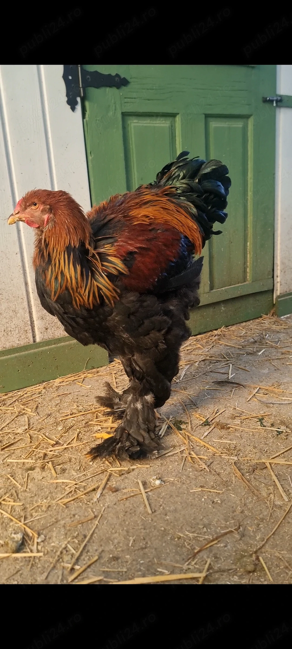 Vând sau schimb cocoși Brahma HD si Potârnichiu