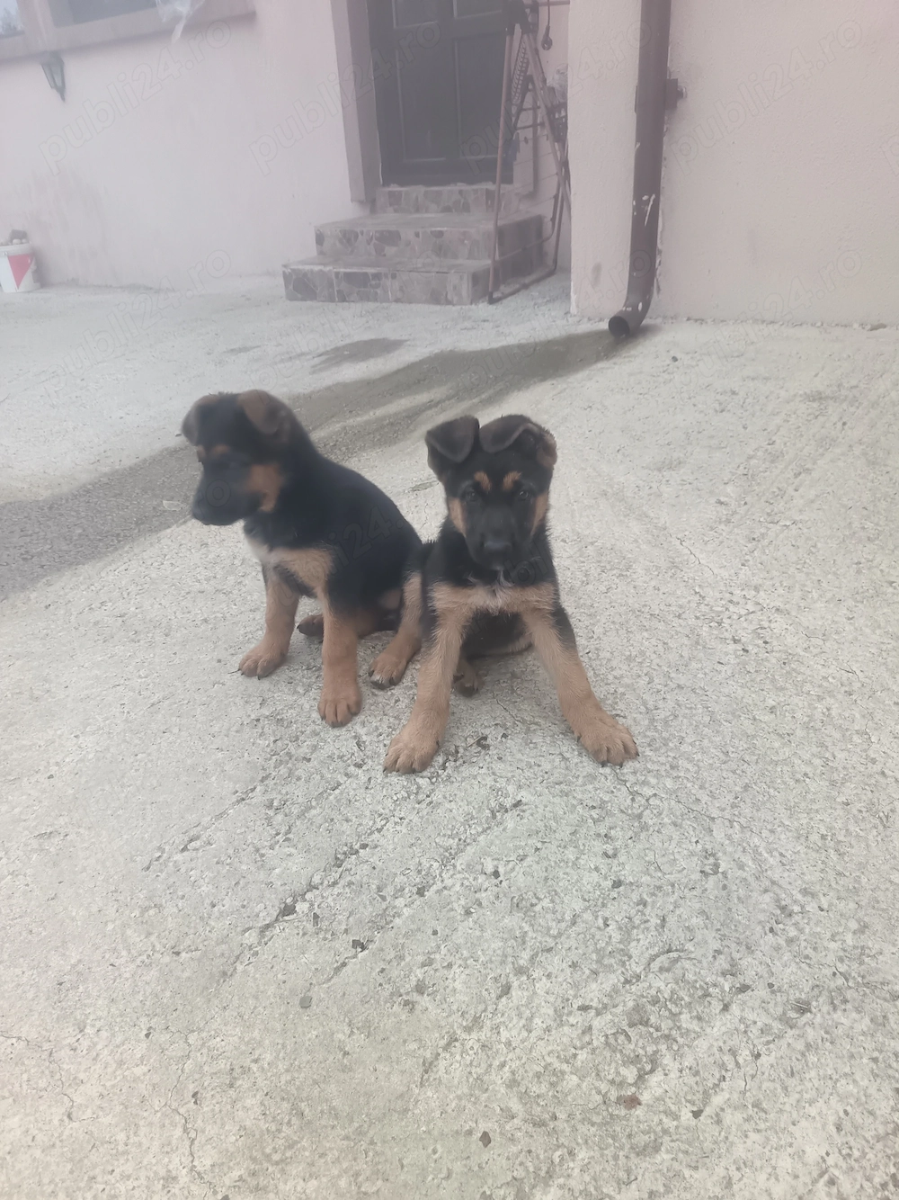 Căței ciobănesc german