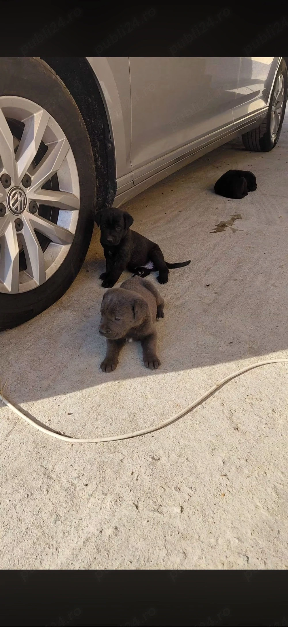 pui de cane corso