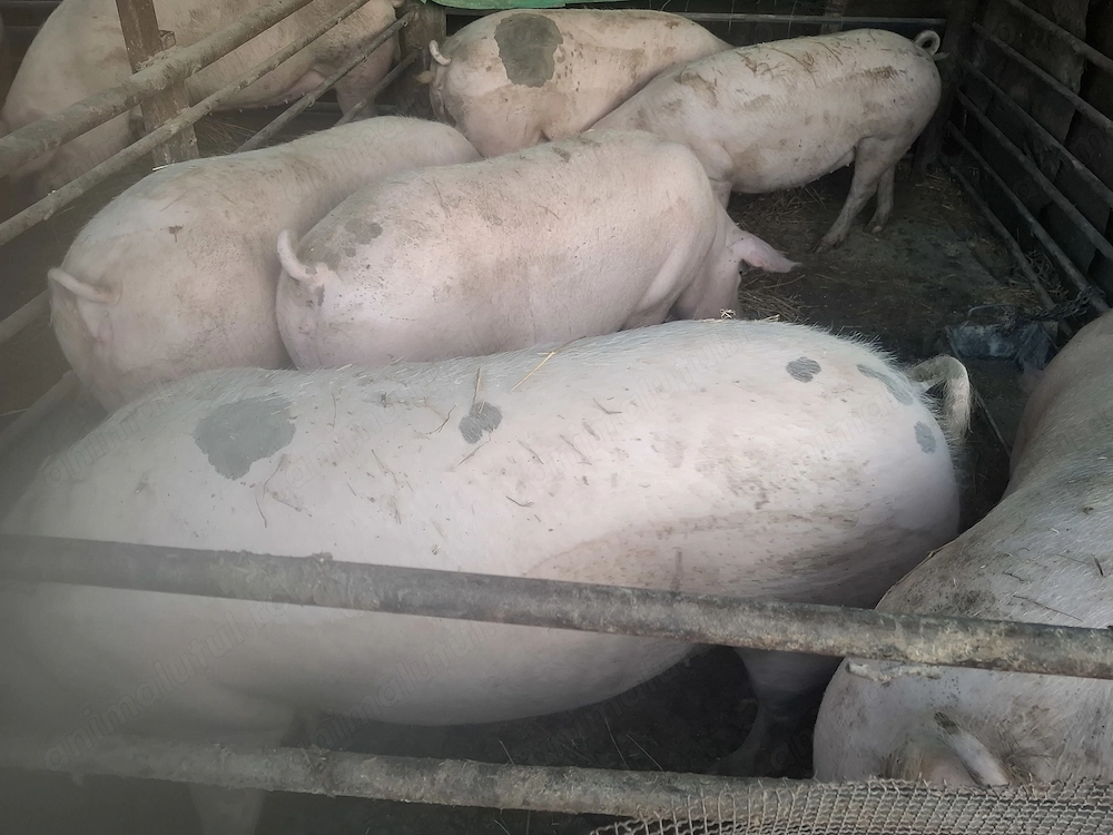 Porci de carne.