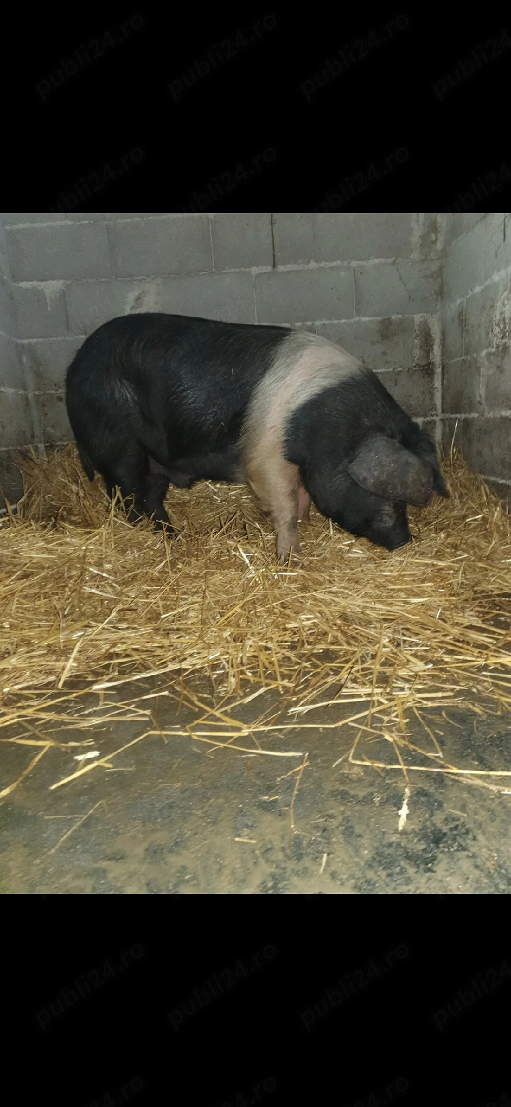 porci bazna de vanzare