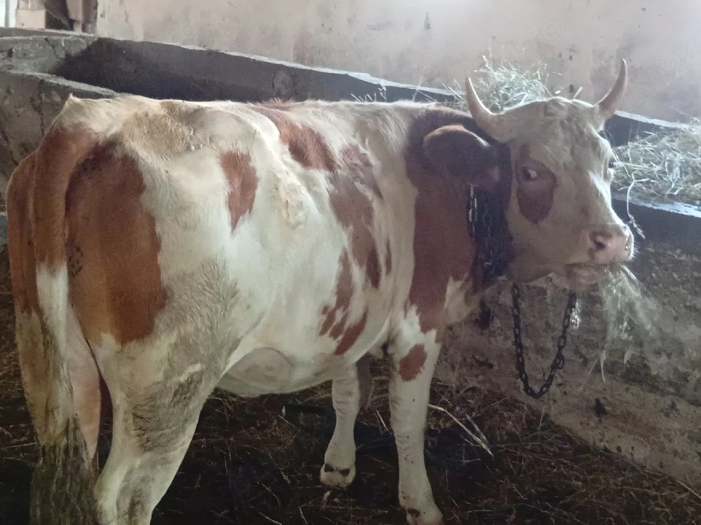 vînd junincă 