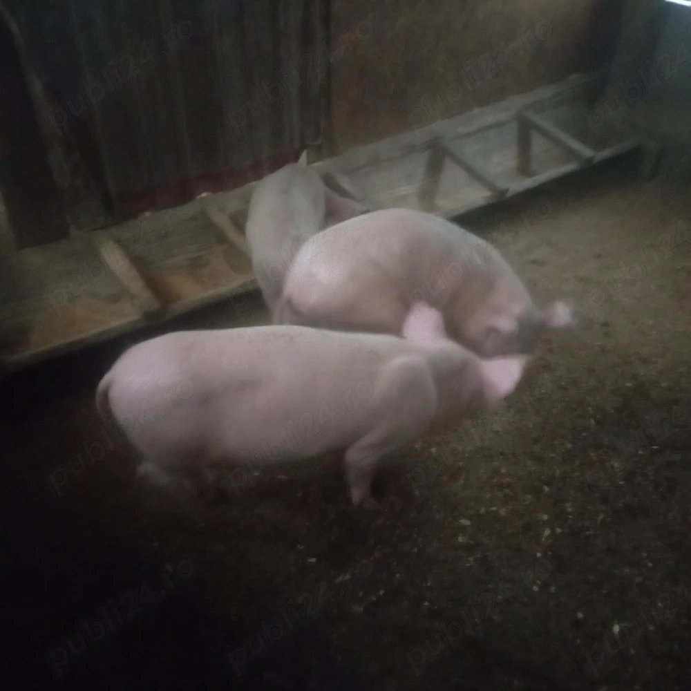 porecii de rasă 