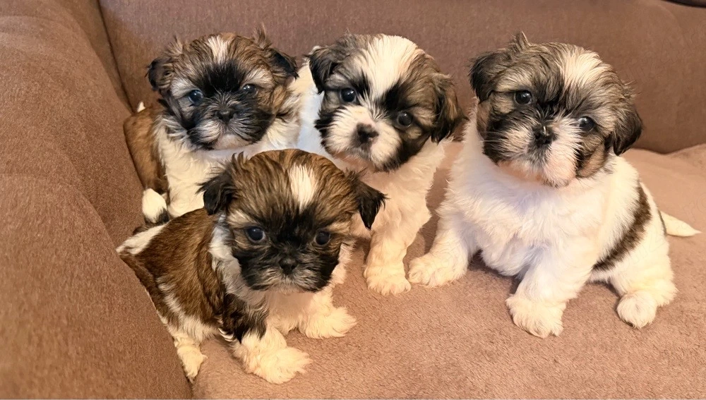 Shih Tzu puișori