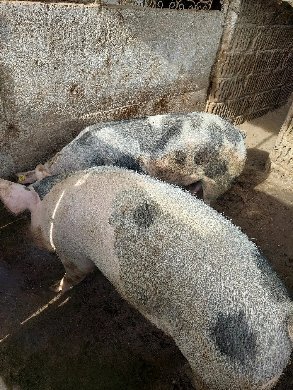 vînd porci grași