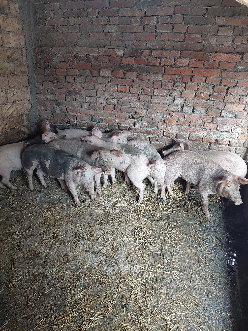 vînd șoldani