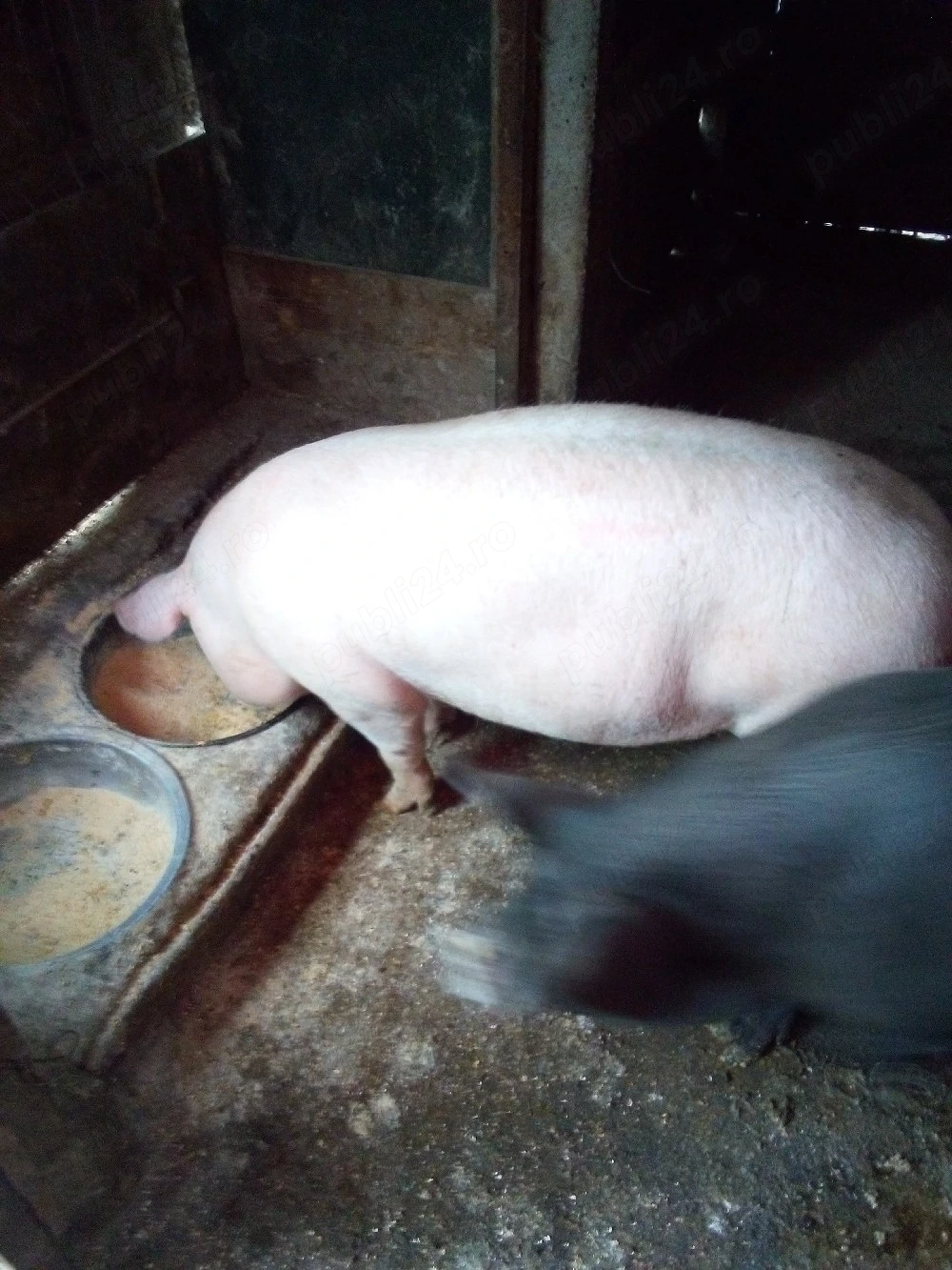 porci 11 ron kg