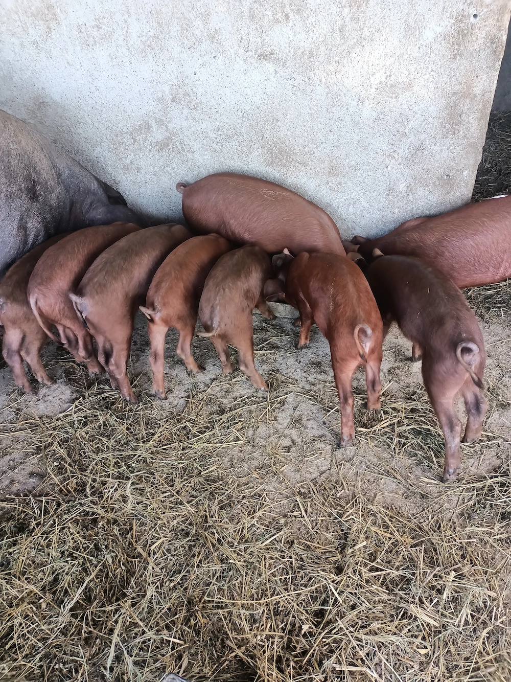 Purcei rasa duroc