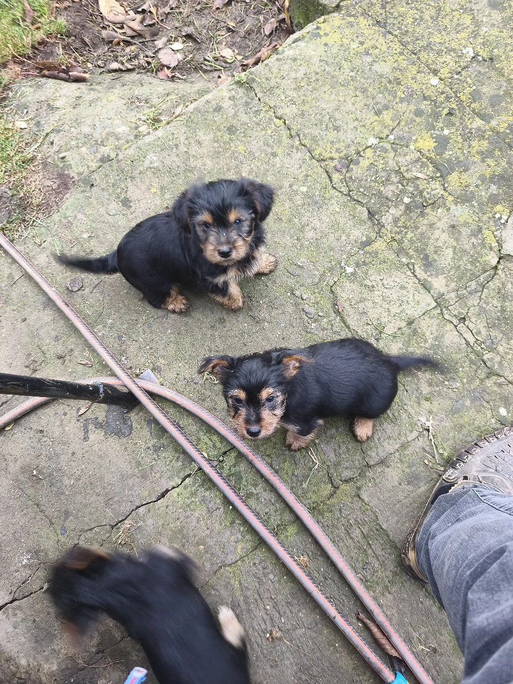 Yorkshire  Yorkshire terrier