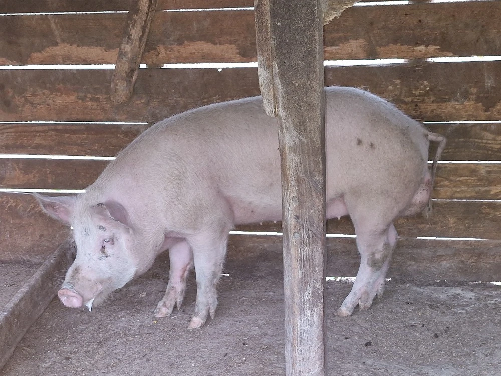 Vier de vânzare 