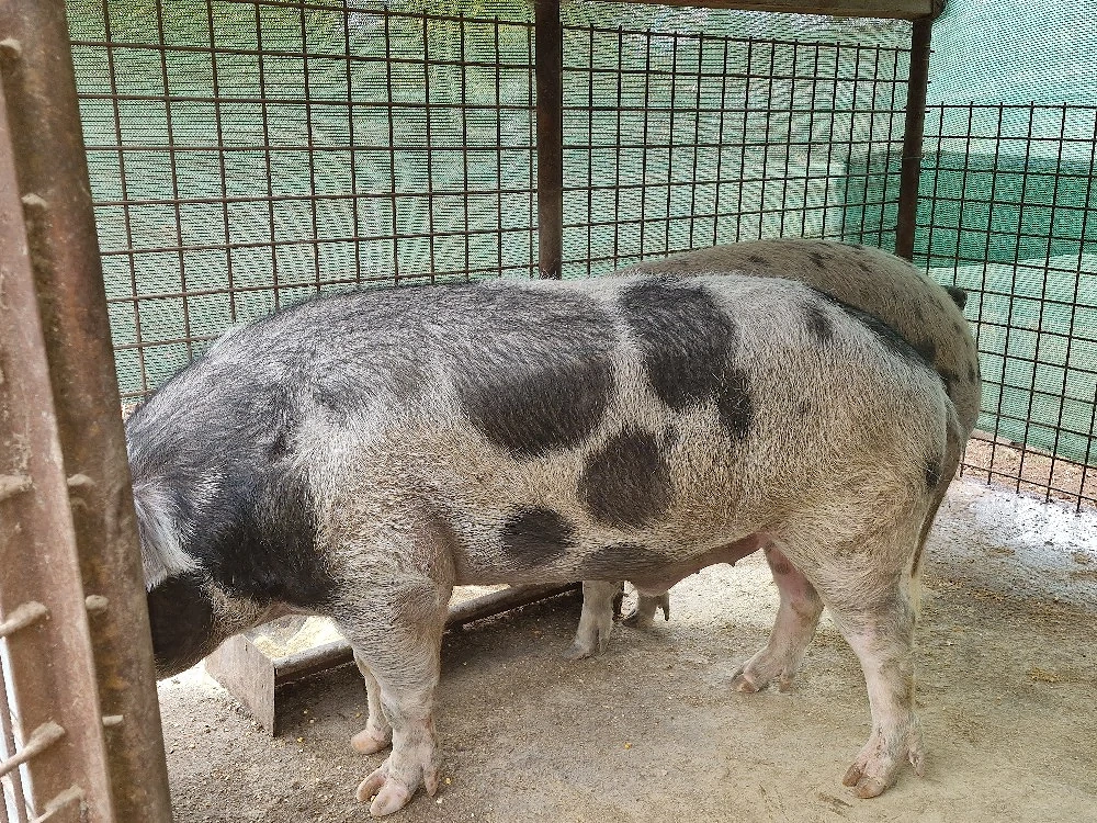 Porc de vânzare 