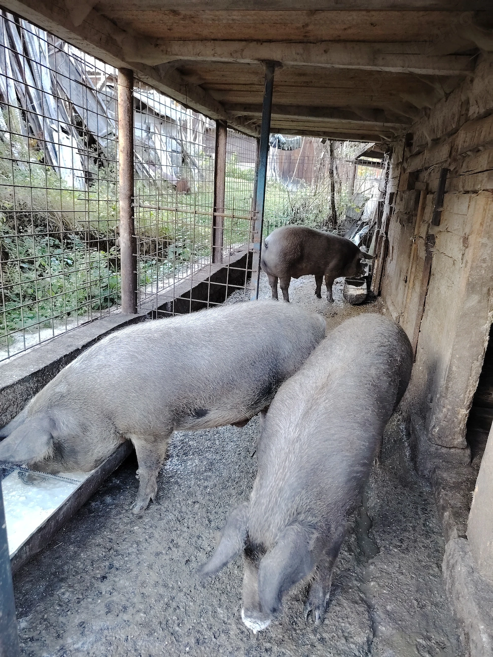 Porci și junincă de vânzare 
