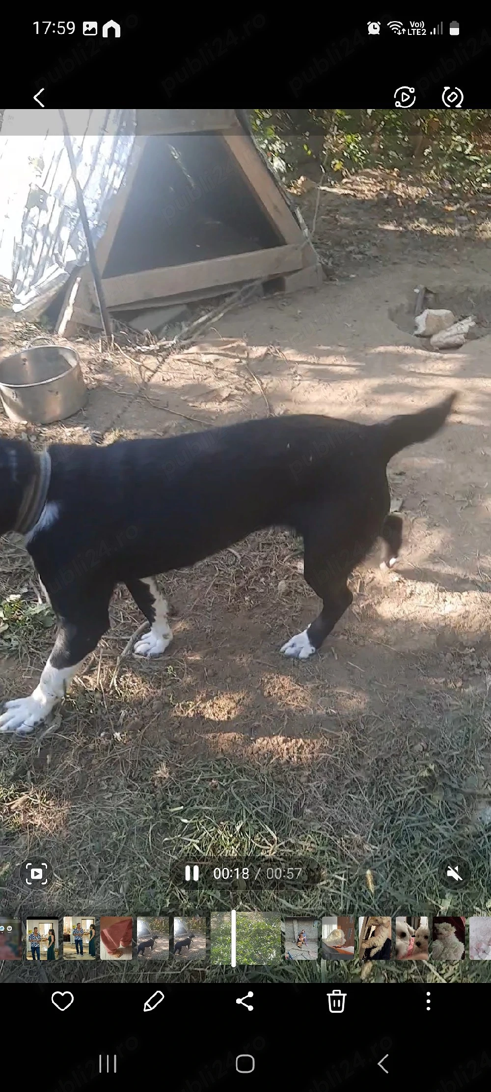Donez cățea labrador.