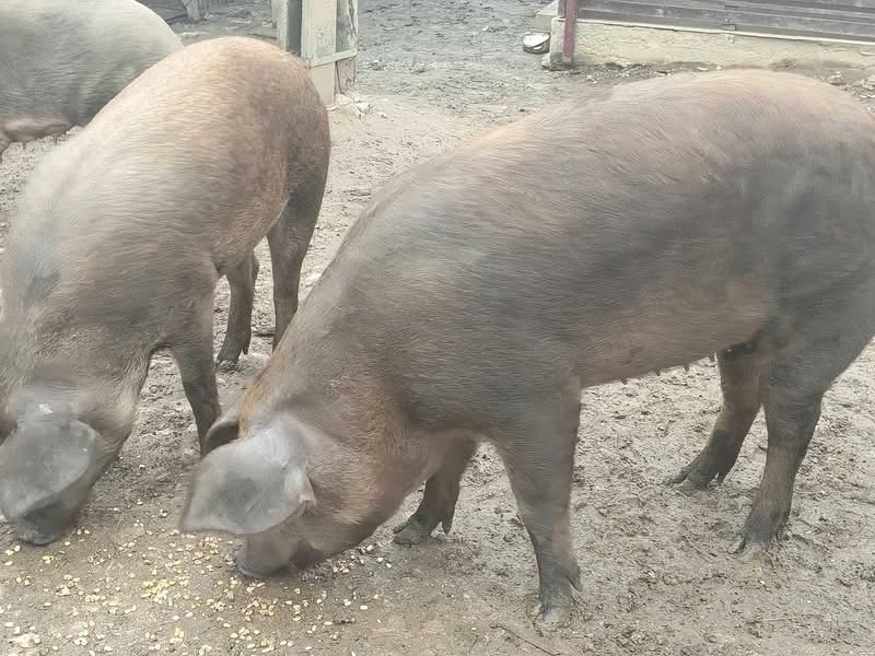 Disponibile 2 șoldane duroc