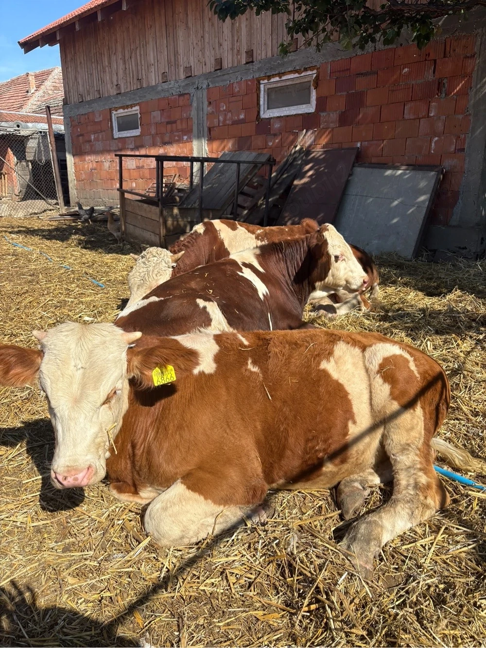 Vand 3 vitei 20lei KG