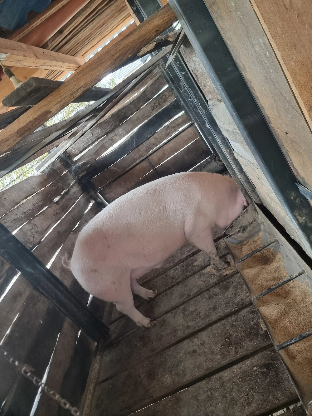 Vand porc pentru sacrificat