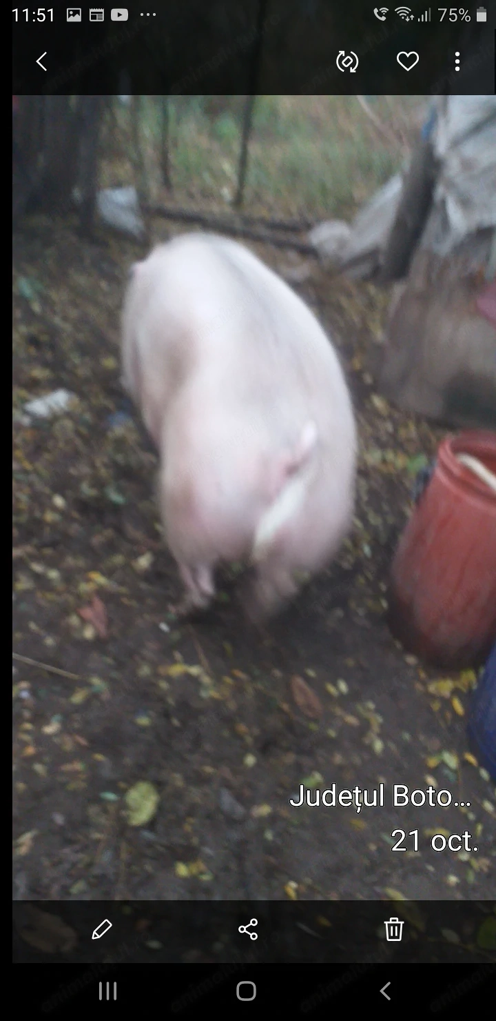 Vând porc petrain 