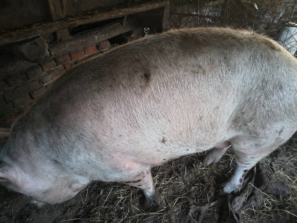 Porci de țară, nu de fermă. 200-400kg,  70-110kg