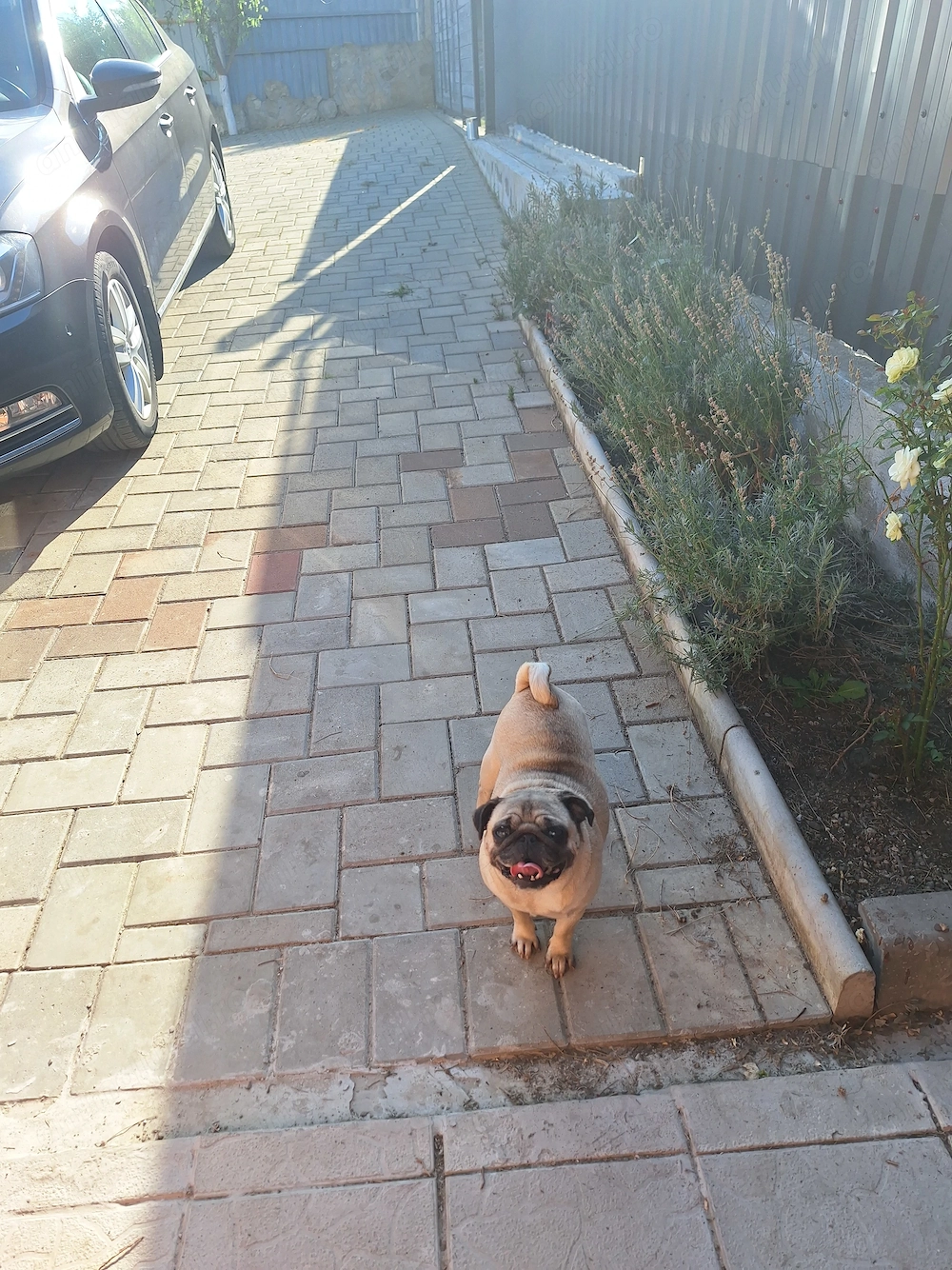 Donez femelă pug