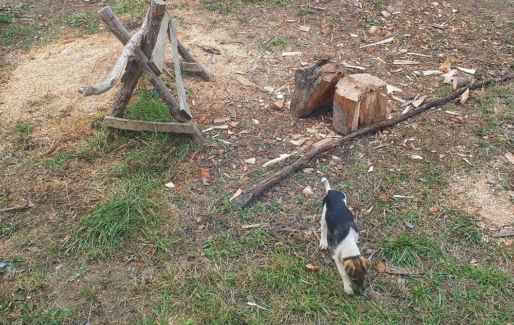 Fox-terrier catel