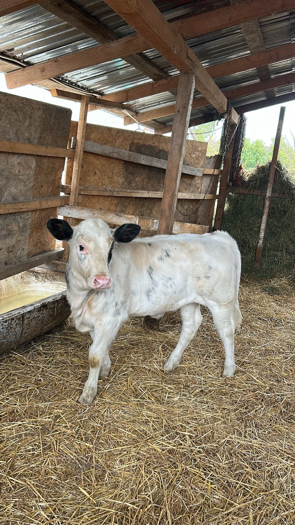 vitica belgiana 