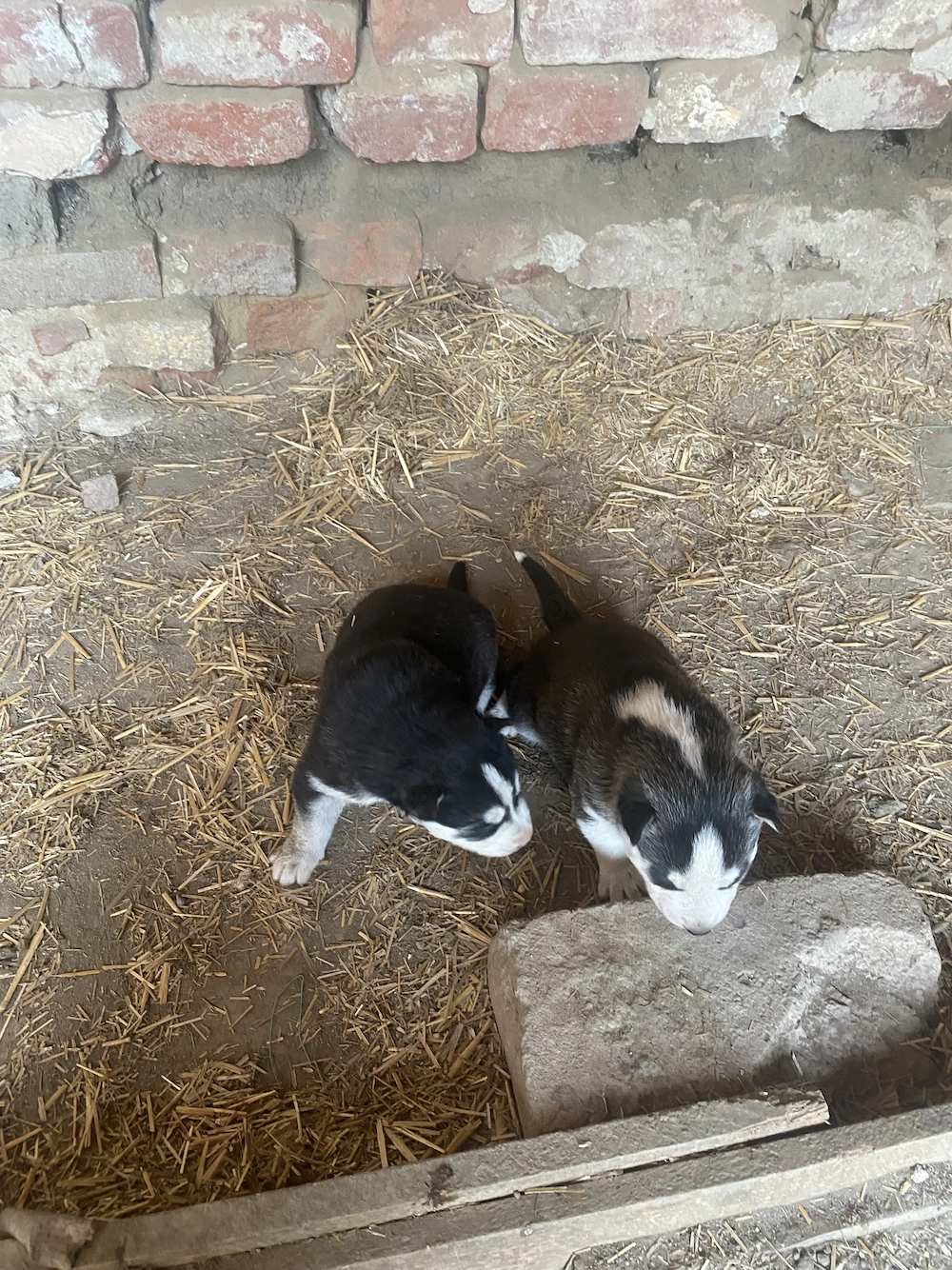 Vând pui de husky
