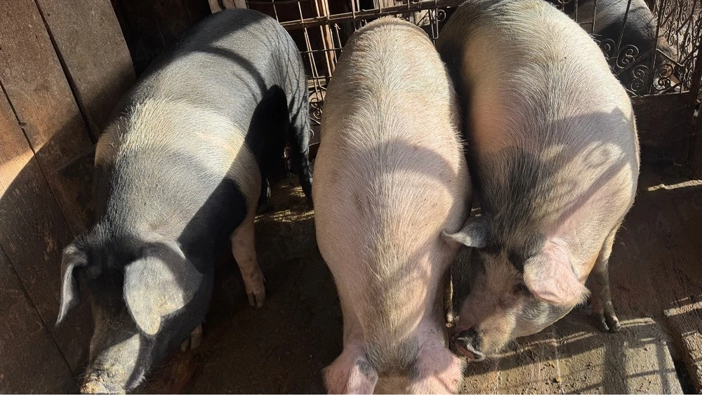 Porci de vanzare