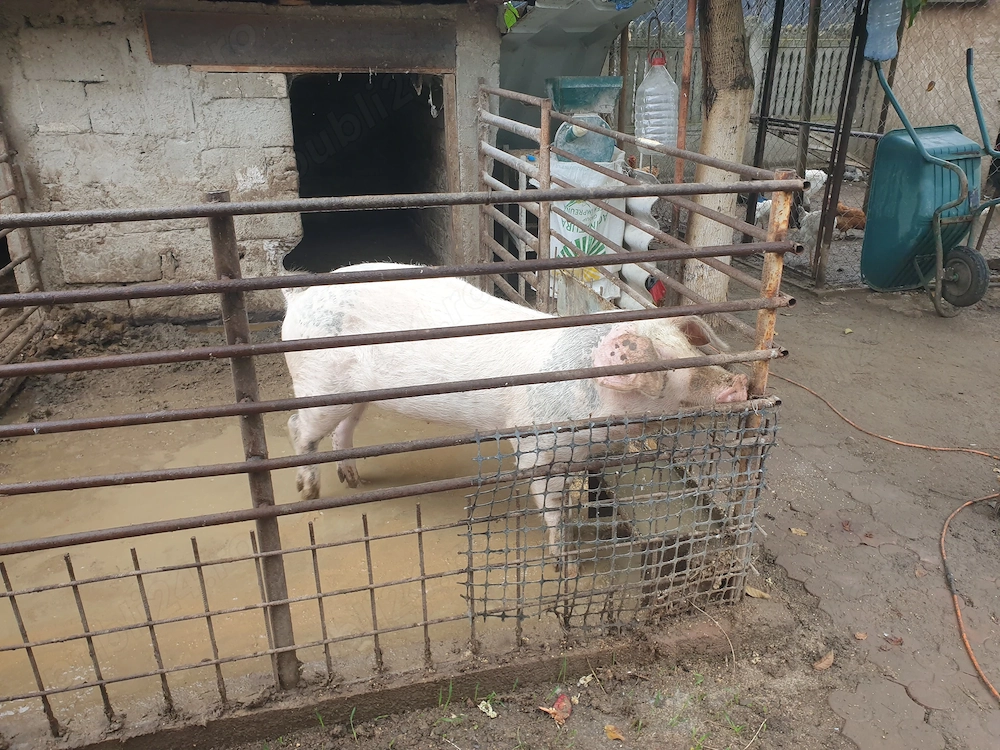 Porc pentru proțap 