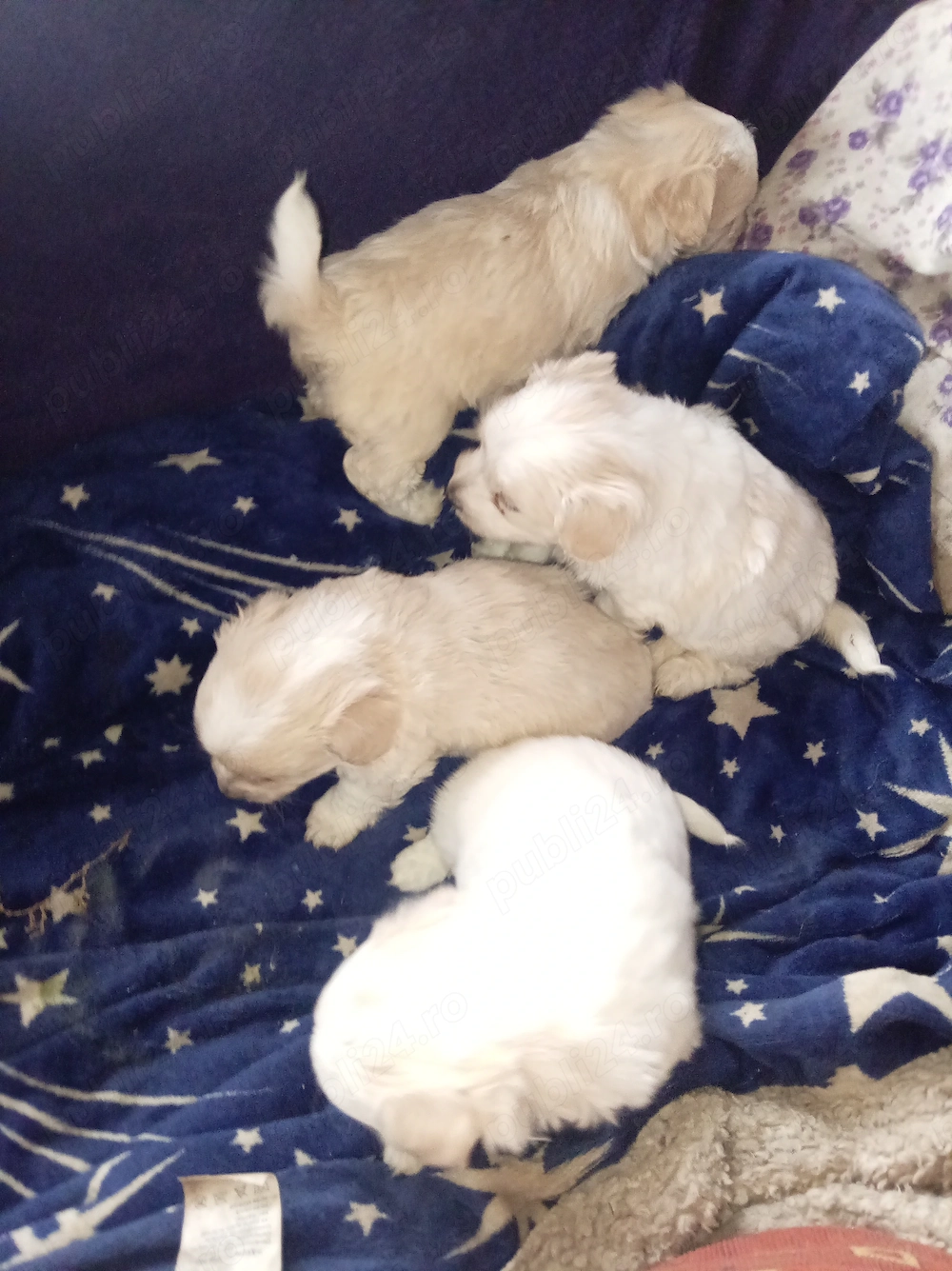 Căței Bichon havanez