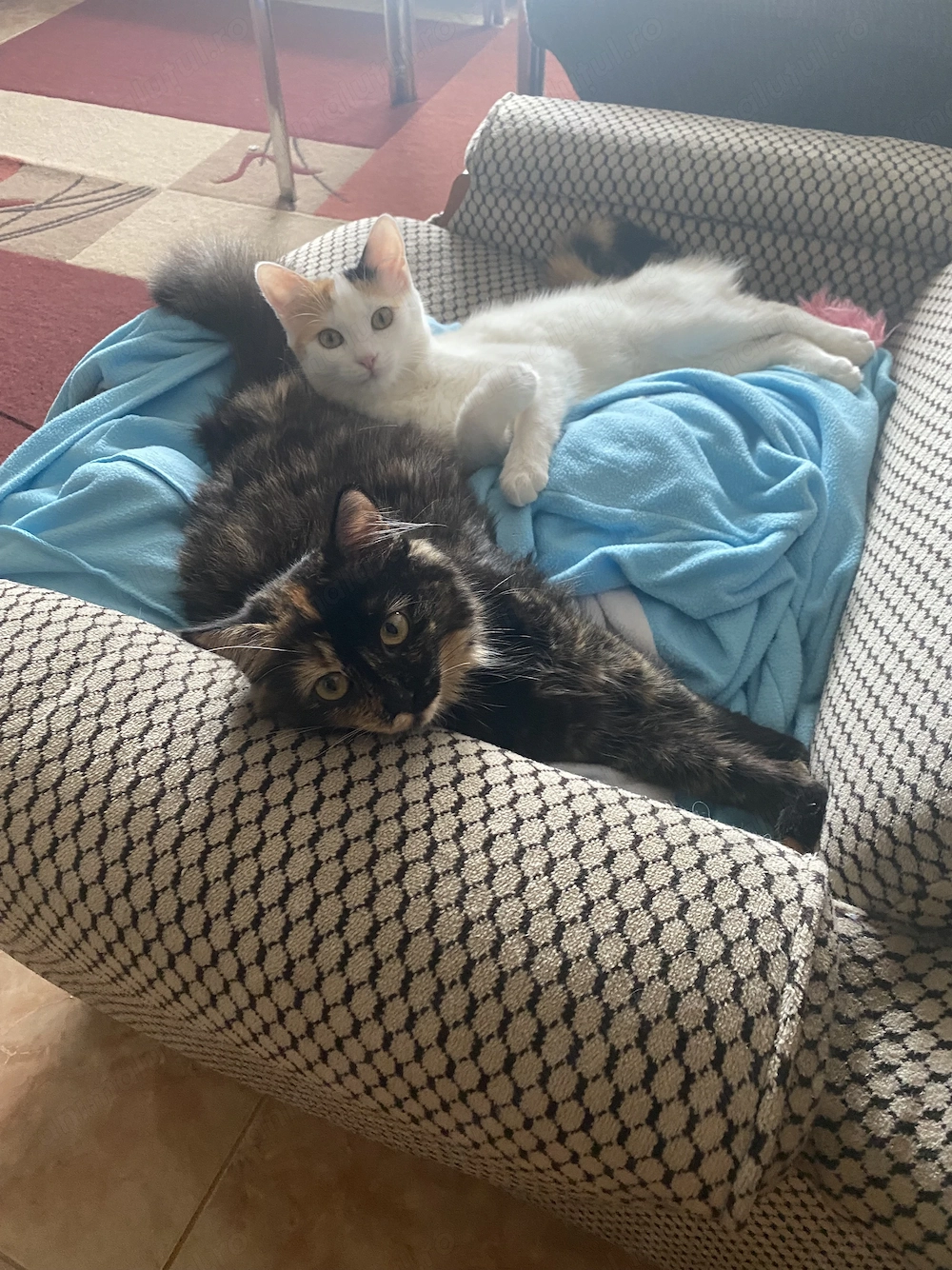 Două surioare în vârstă de 3 ani îşi caută un nou cămin.