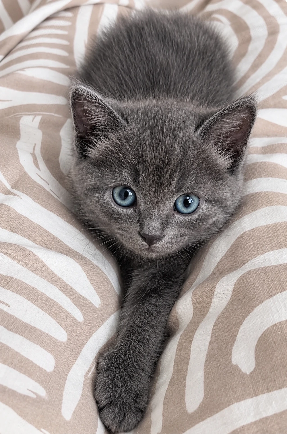 Fetiță british shorthair 