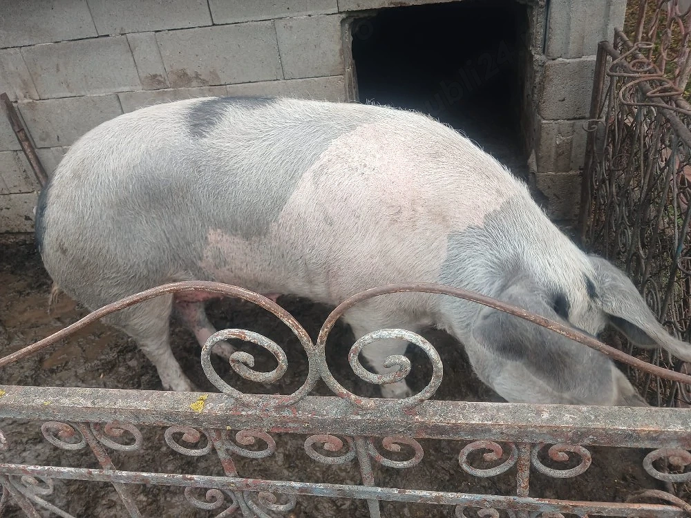 Vand porc,  