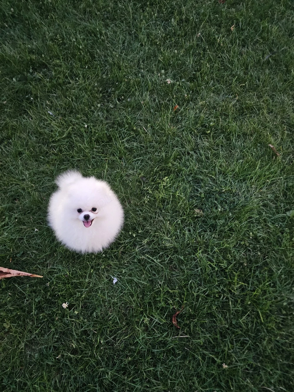 Pomeranian Toy