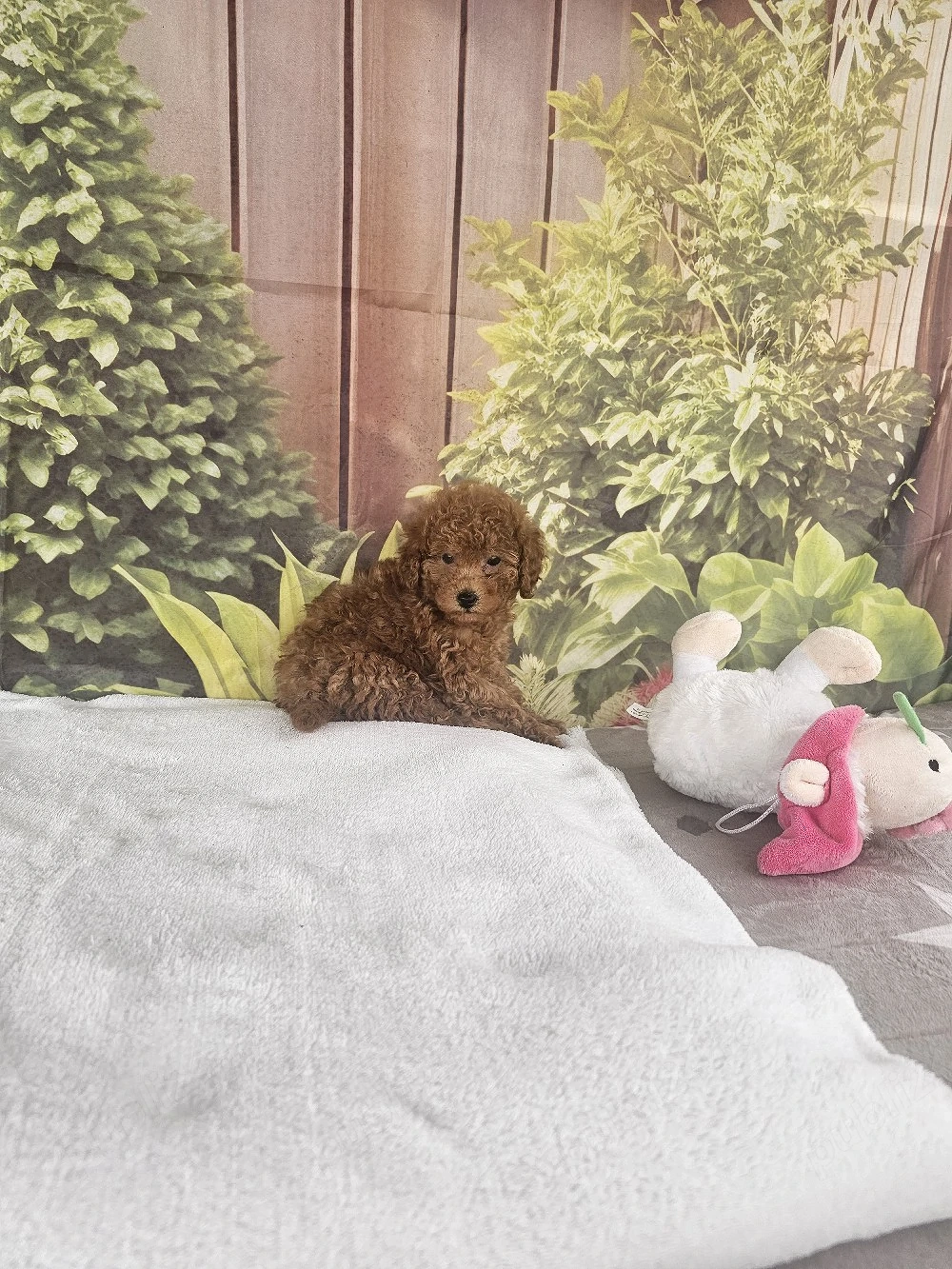 Poodle Toy