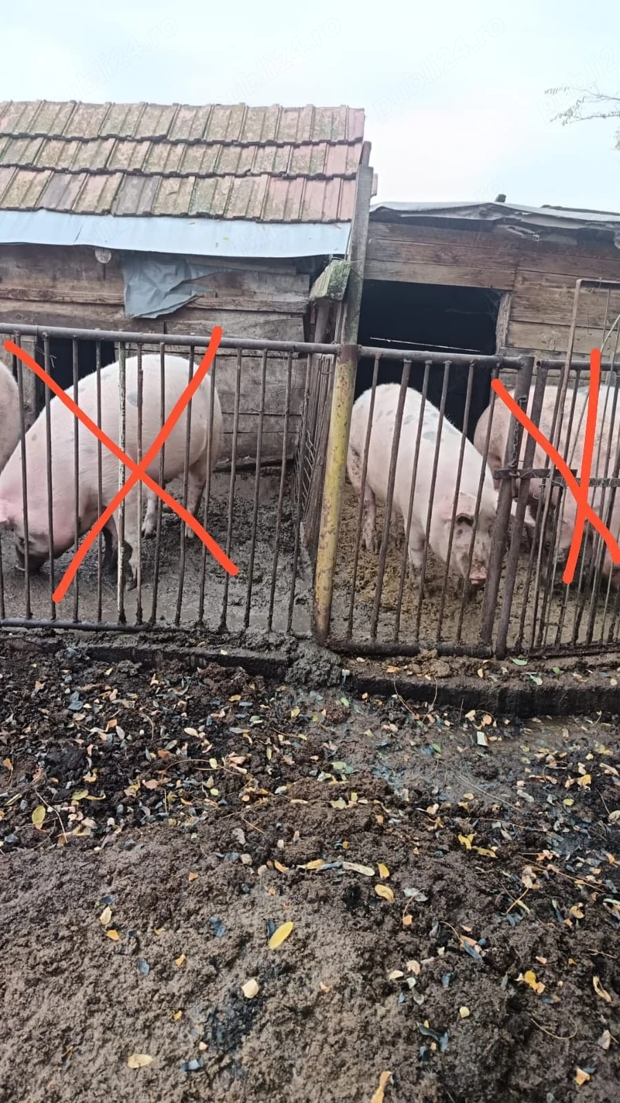 Vand porc 13 lei kg